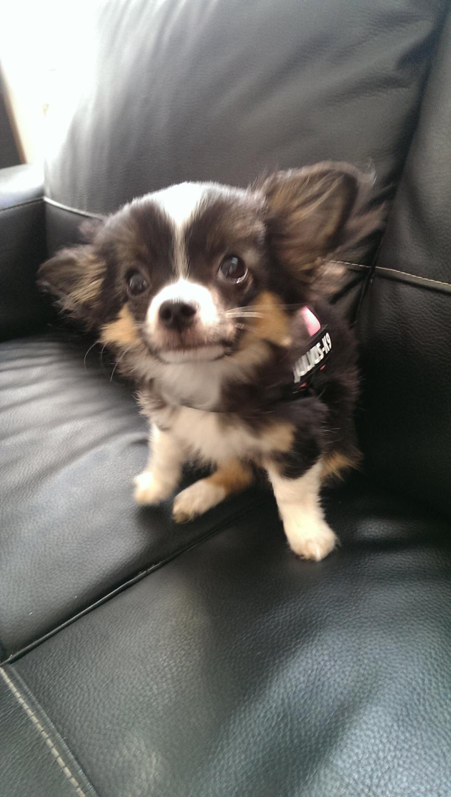 Chihuahua Chanti billede 17