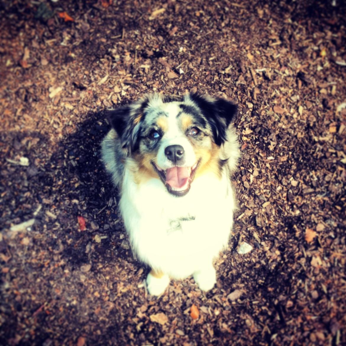 Miniature Australian Shepherd Maggie billede 1