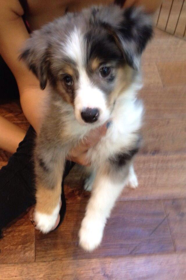 Miniature Australian Shepherd Maggie - New York 2012 billede 9