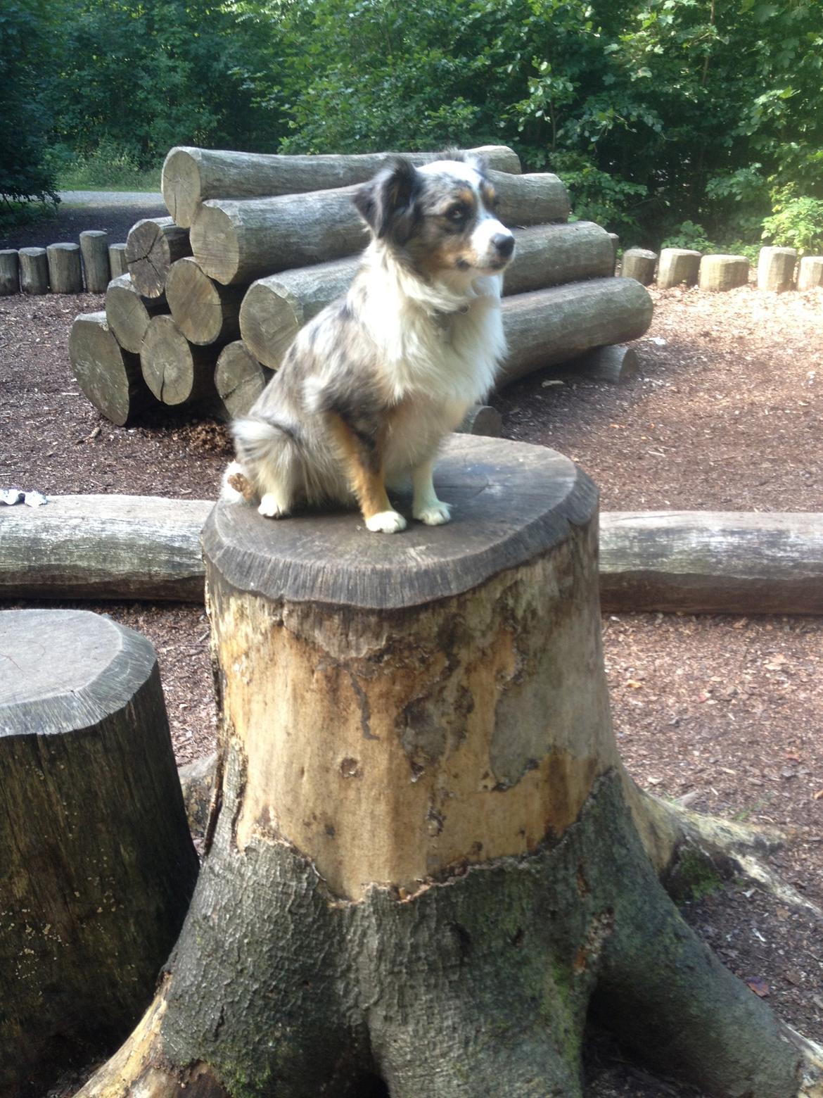 Miniature Australian Shepherd Maggie billede 7