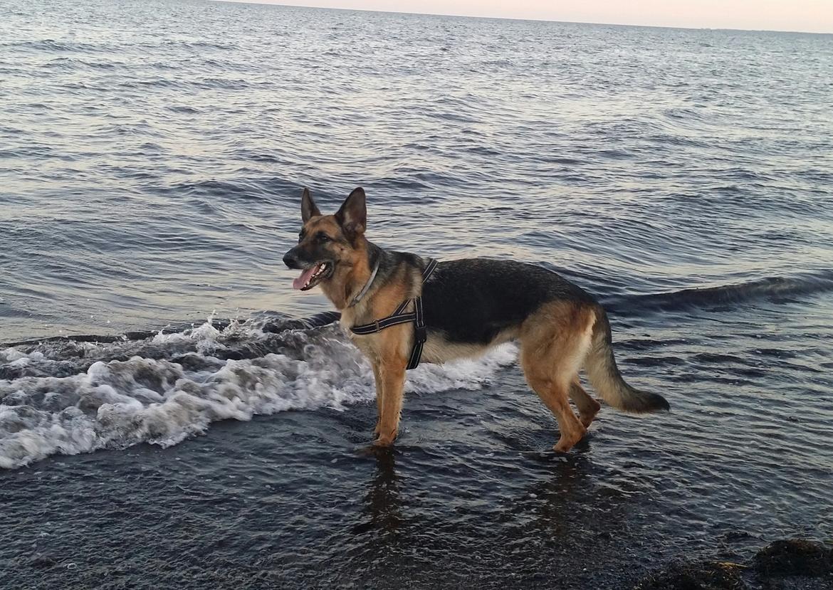 Schæferhund Tika billede 17