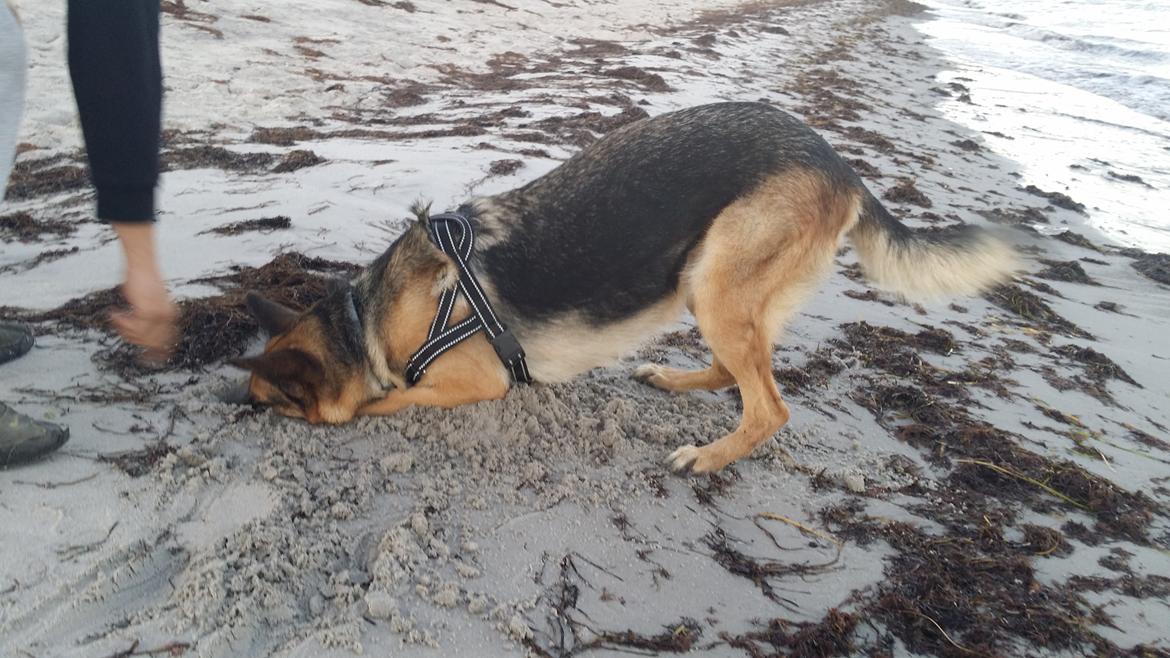 Schæferhund Tika billede 18