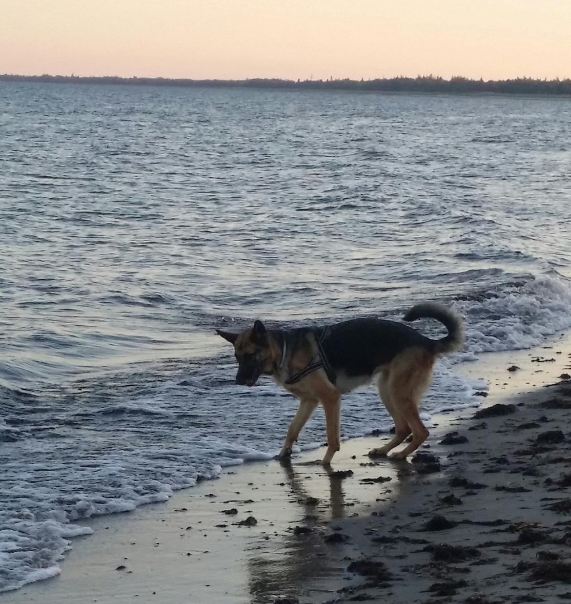 Schæferhund Tika billede 19