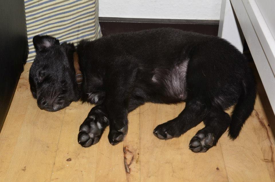 Blanding af racer Freya billede 1