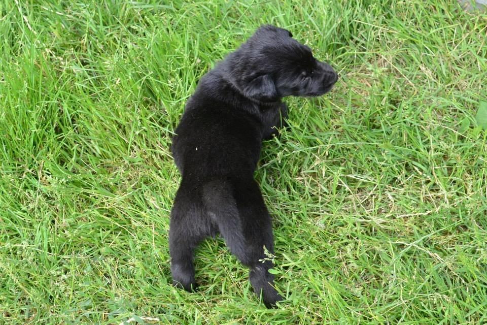 Blanding af racer Freya billede 2