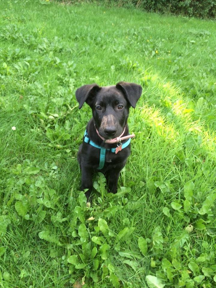 Blanding af racer Freya billede 4