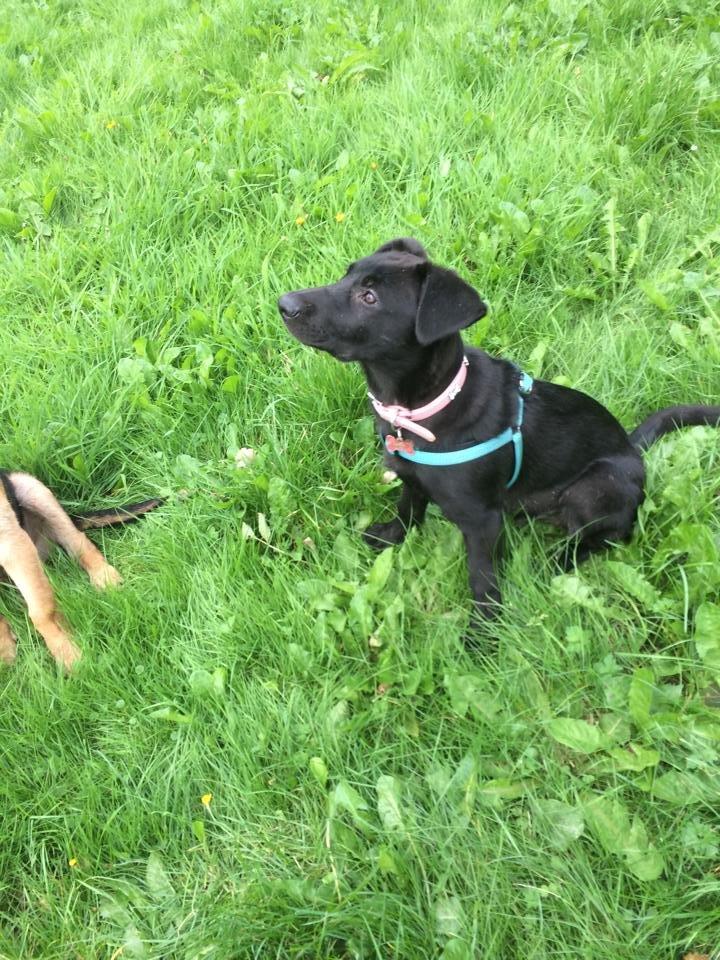 Blanding af racer Freya billede 5