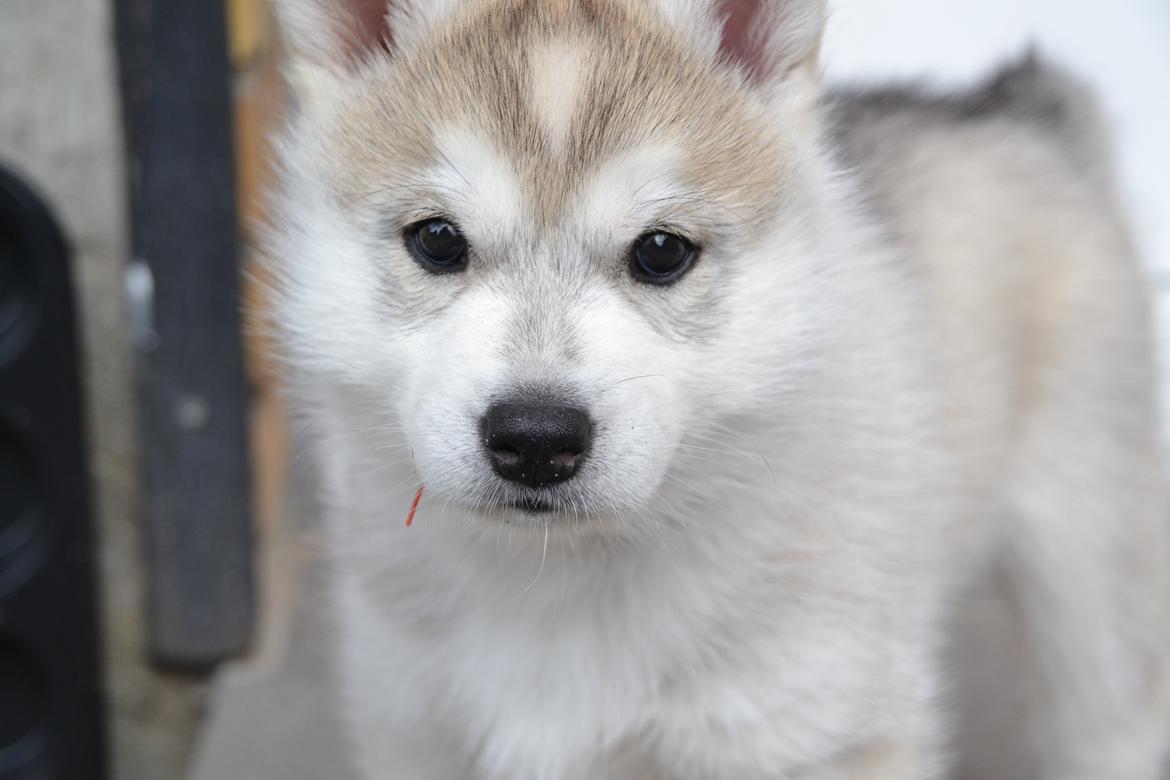 Siberian husky Mesmocan Sunka Yuki billede 16