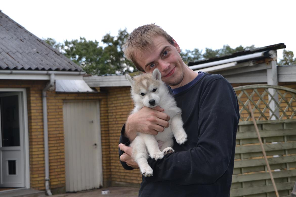 Siberian husky Mesmocan Sunka Yuki billede 17