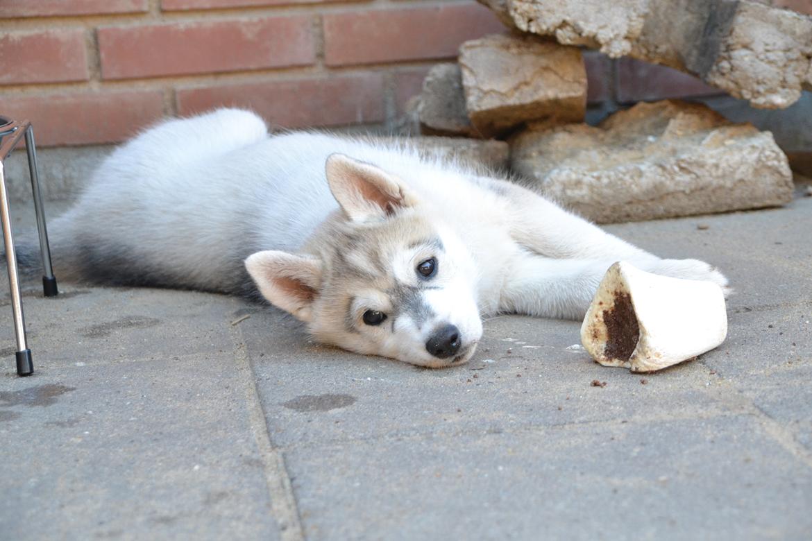 Siberian husky Mesmocan Sunka Yuki billede 18