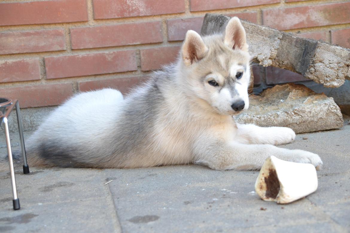 Siberian husky Mesmocan Sunka Yuki billede 19
