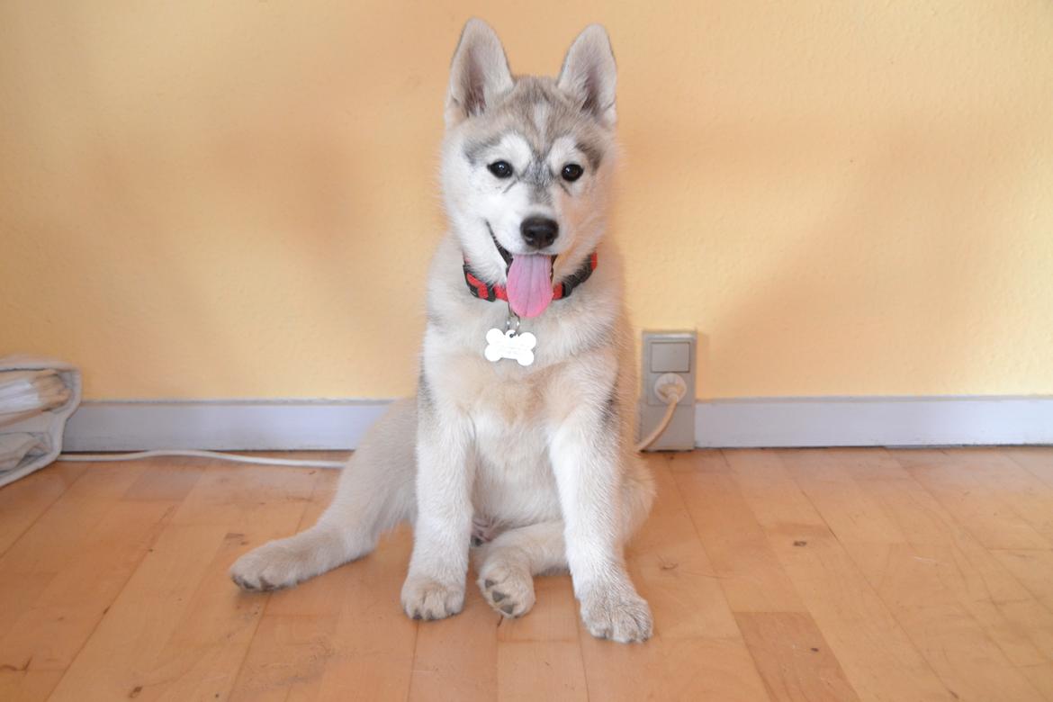 Siberian husky Mesmocan Sunka Yuki - Yuki 10 uger billede 20