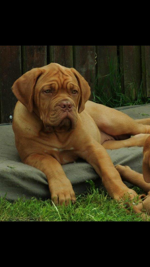 Dogue de bordeaux Karla - Karla hos opdrætter 2014 billede 1