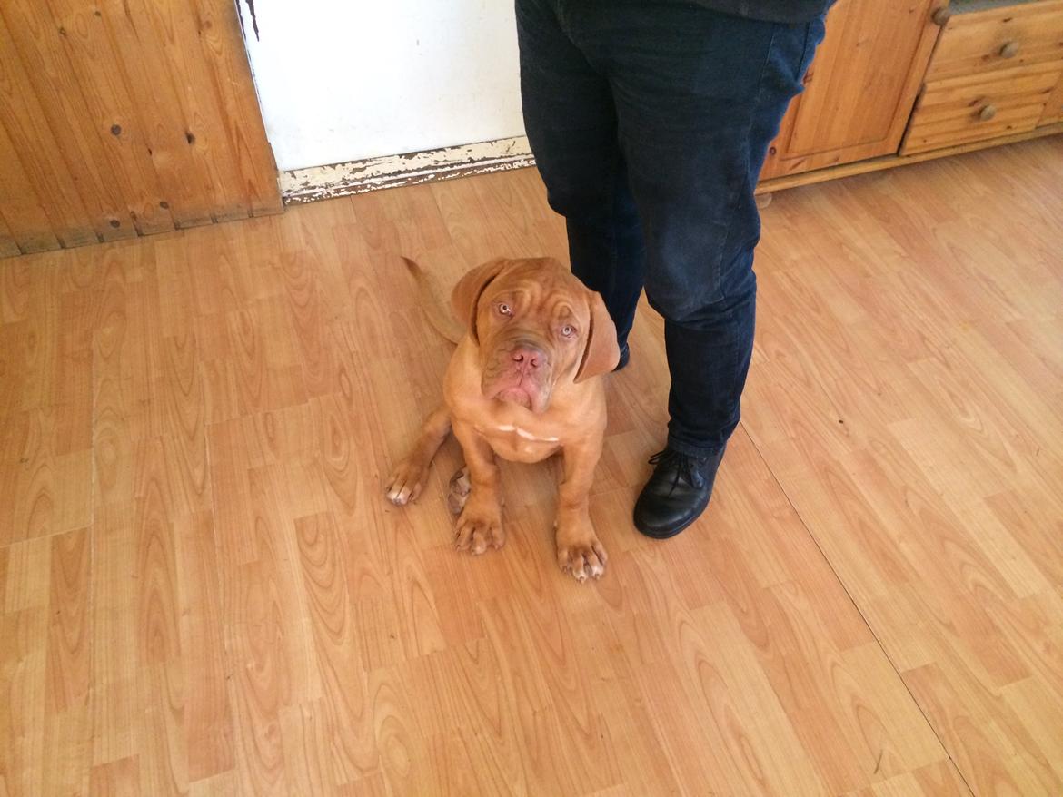 Dogue de bordeaux Karla - Karla d 28/8-14 Skal vi hjem til Århus nu? billede 2