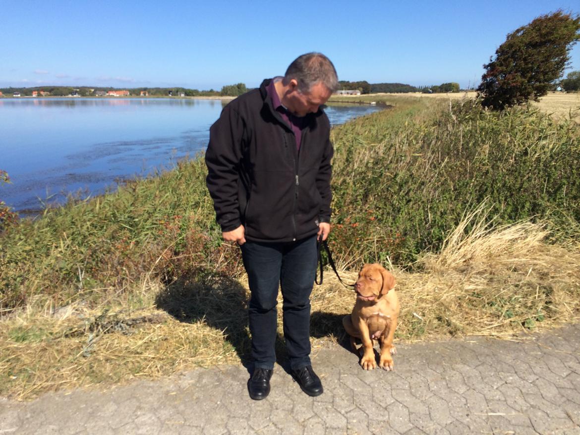 Dogue de bordeaux Karla - Karla og far inden turen på færgen hjem 28/8-14 billede 3