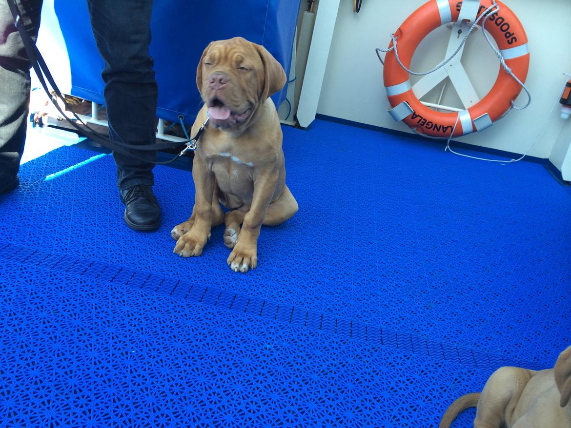 Dogue de bordeaux Karla - Karla på færgen, man skulle tro hun aldrig havde prøvet andet :) 28/8-14 billede 4
