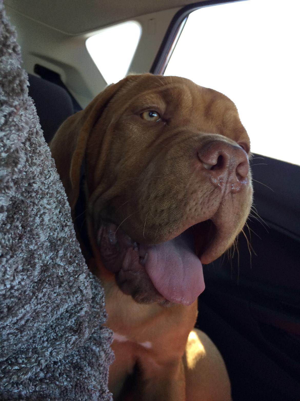 Dogue de bordeaux Karla - Smukke Karla i bilen på vej hjem til Århus 28/8-14 billede 5