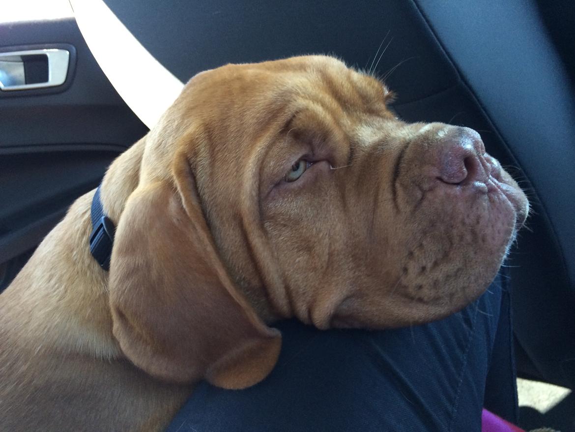Dogue de bordeaux Karla - 28/8-14 billede 6