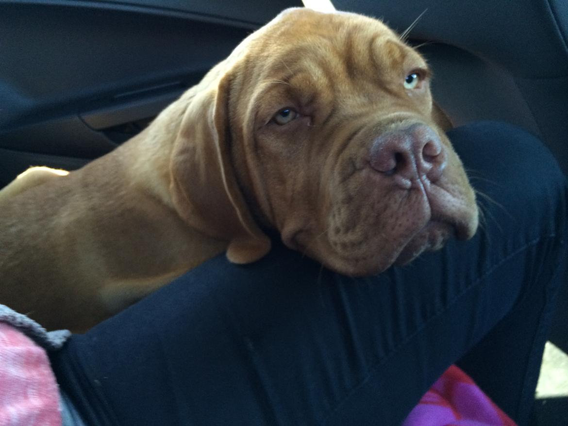 Dogue de bordeaux Karla - 28/8-14 billede 7