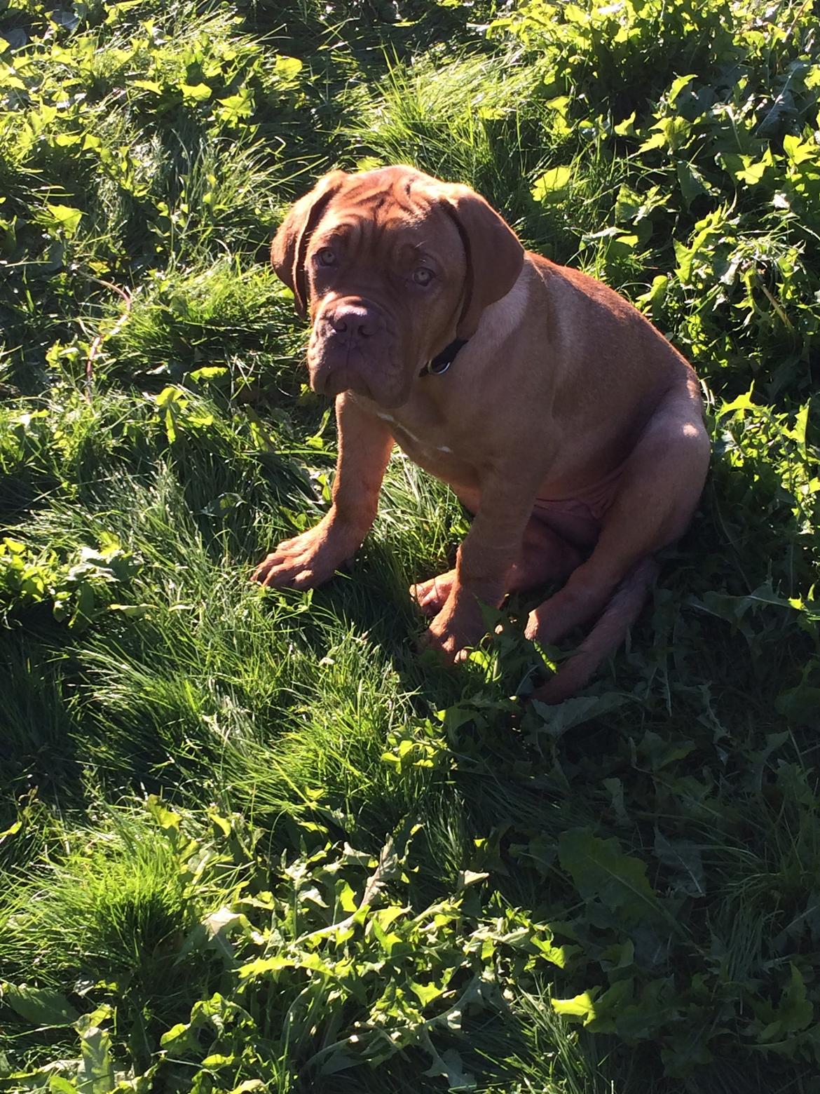 Dogue de bordeaux Karla - Karla i haven sep 2014 billede 8