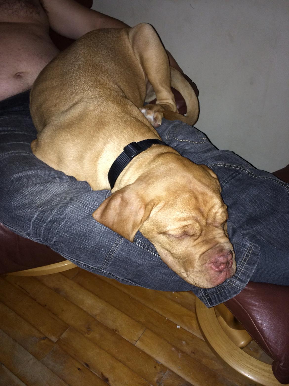 Dogue de bordeaux Karla - Sover på fars ben 28/8-14 billede 9
