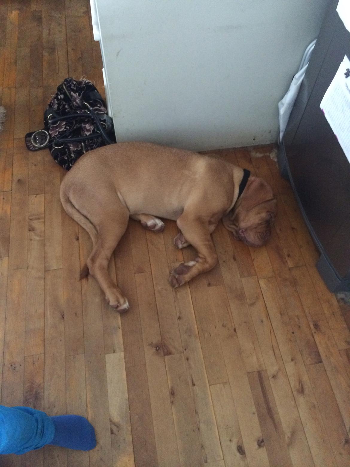 Dogue de bordeaux Karla - Når mor er i køkkenet, så ligger Karla her <3  sep 2014 billede 11