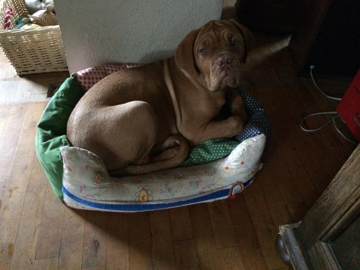 Dogue de bordeaux Karla - Karla har snuppet kattens kurv :D sep 2014 billede 12