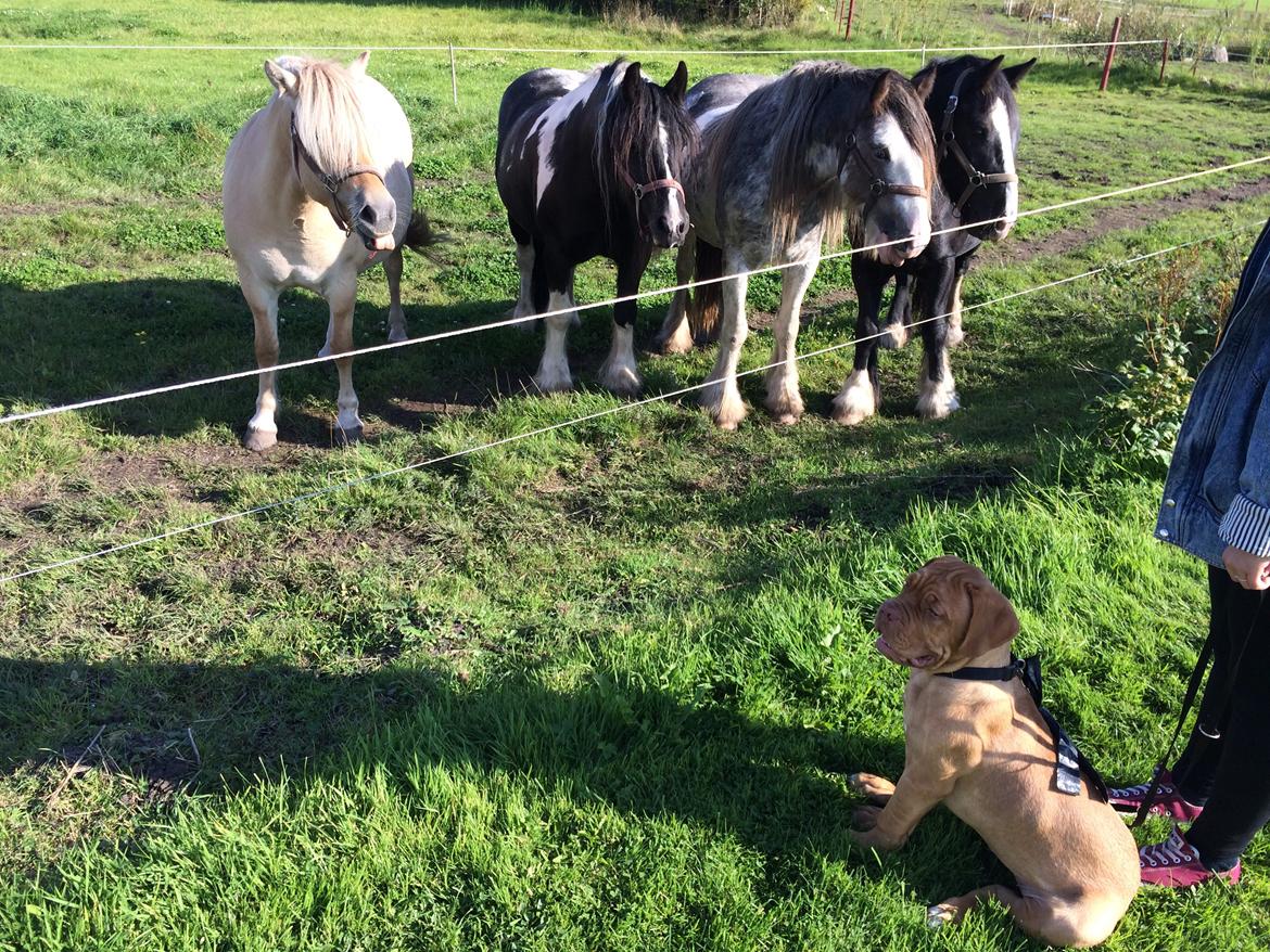 Dogue de bordeaux Karla - Karla hilser på vores heste for anden gang, i dag var de ikke farlige, selvom de så gerne ville lege med hende. Vores fjordhest hedder også Karla :) 11/9-14 billede 13