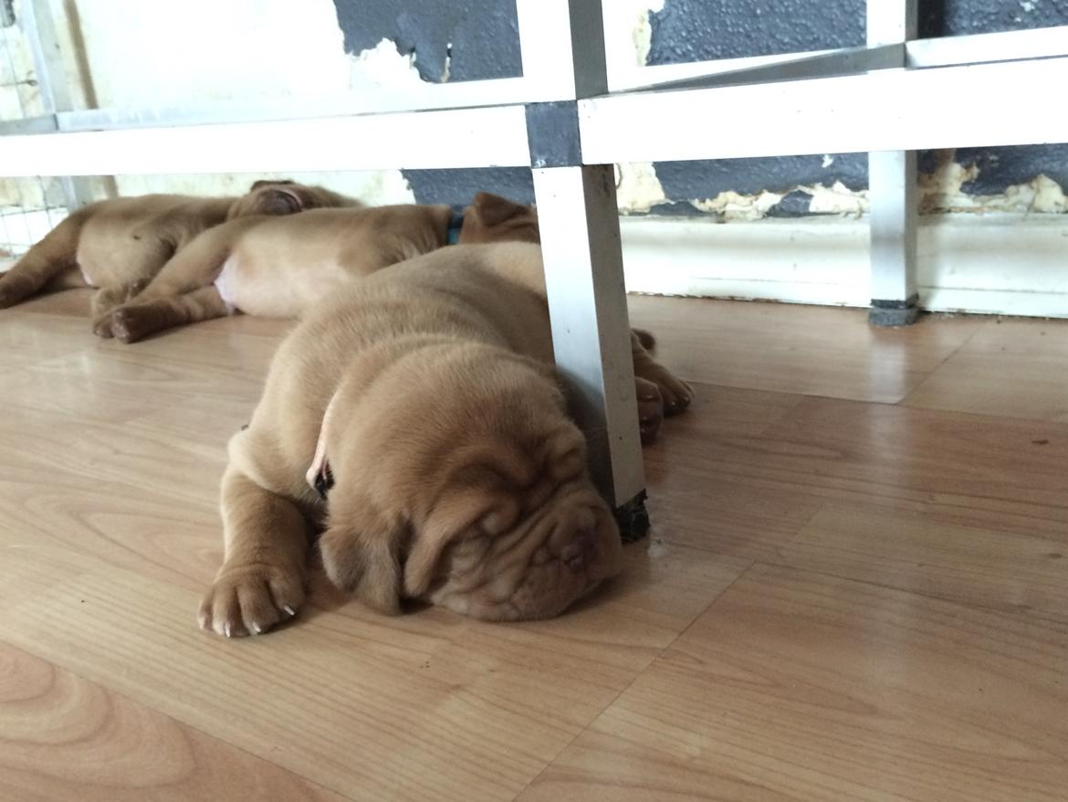 Dogue de bordeaux Luba - Lille Luba tre uger <3 billede 1