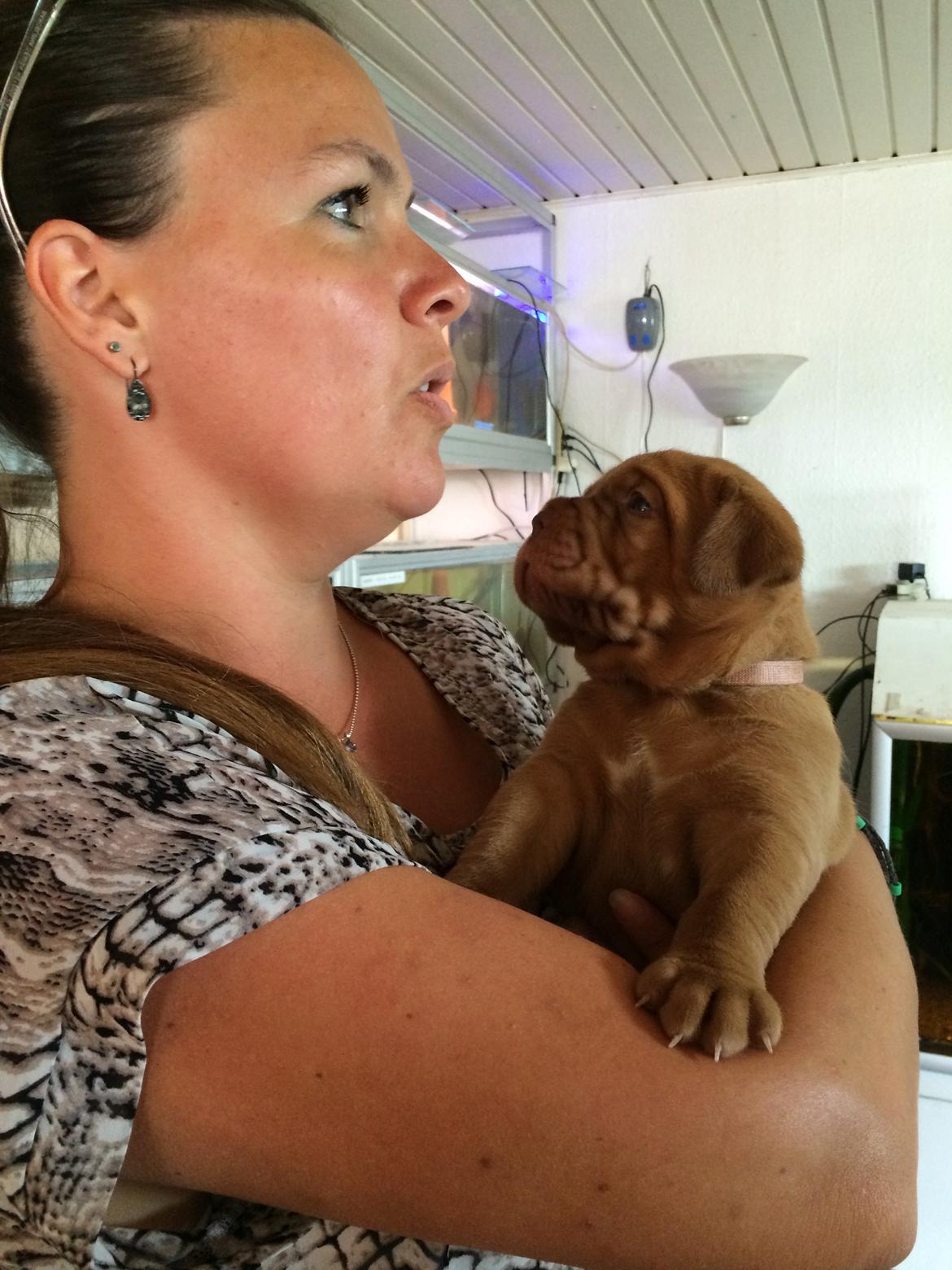 Dogue de bordeaux Luba - Luba og mor <3 billede 2