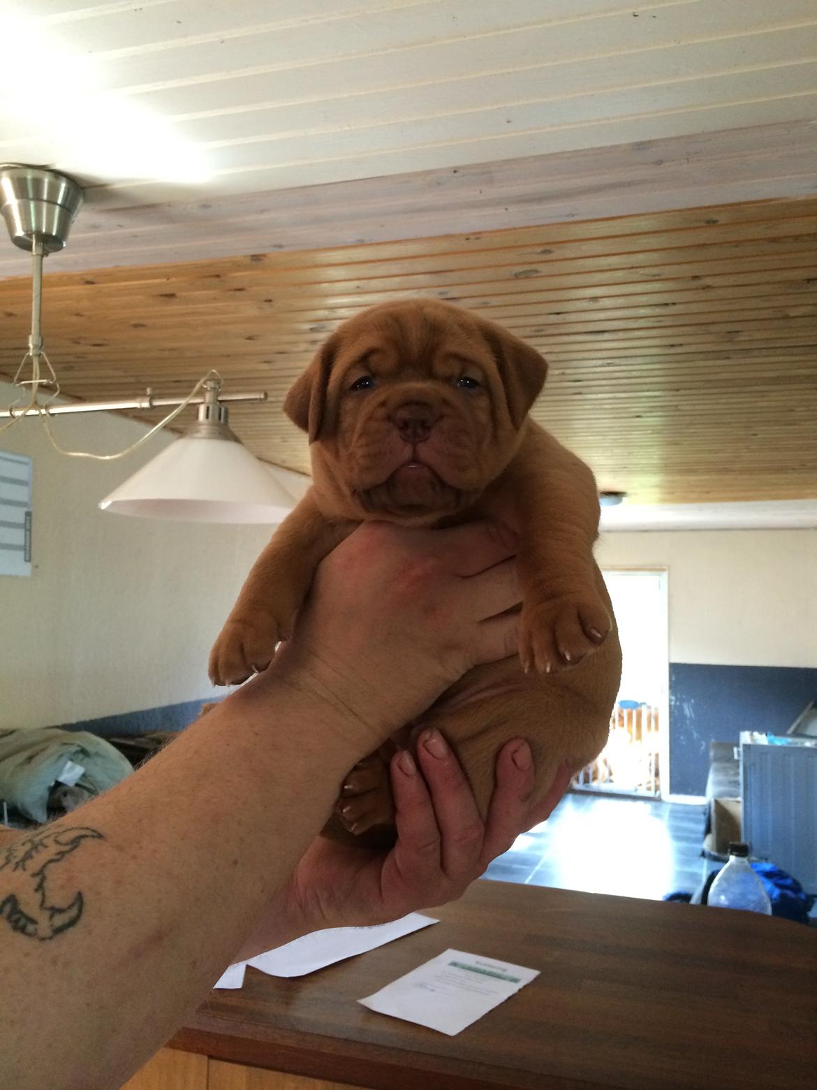 Dogue de bordeaux Luba - Smukke Luba tre uger gammel <3 billede 3