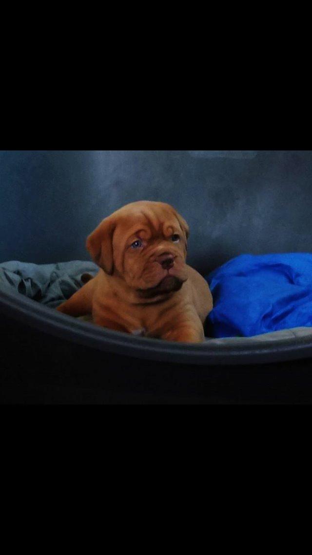 Dogue de bordeaux Luba - Så smuk <3 billede 4