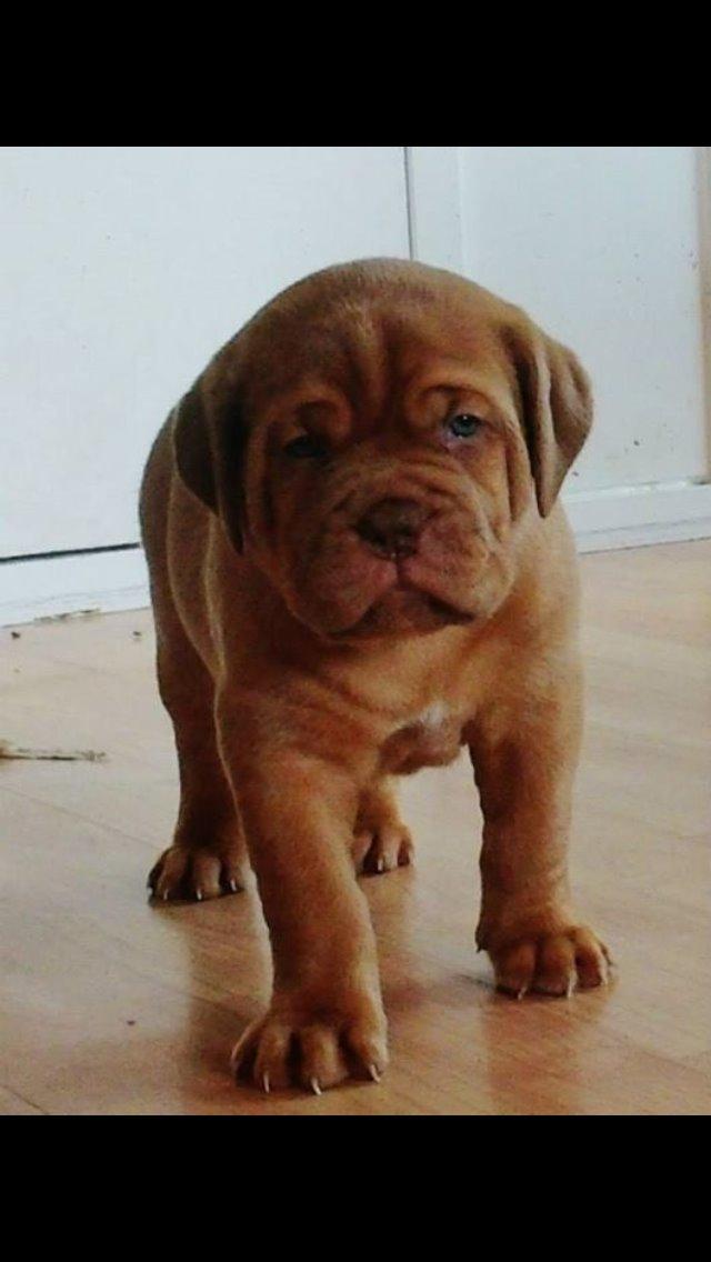 Dogue de bordeaux Luba - <3 billede 5