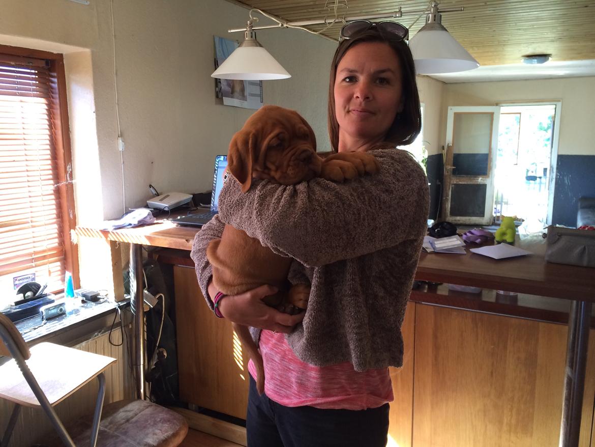 Dogue de bordeaux Luba - Så kom den store dag hvor Luba flyttede til Århus <3 28/8-14 billede 6