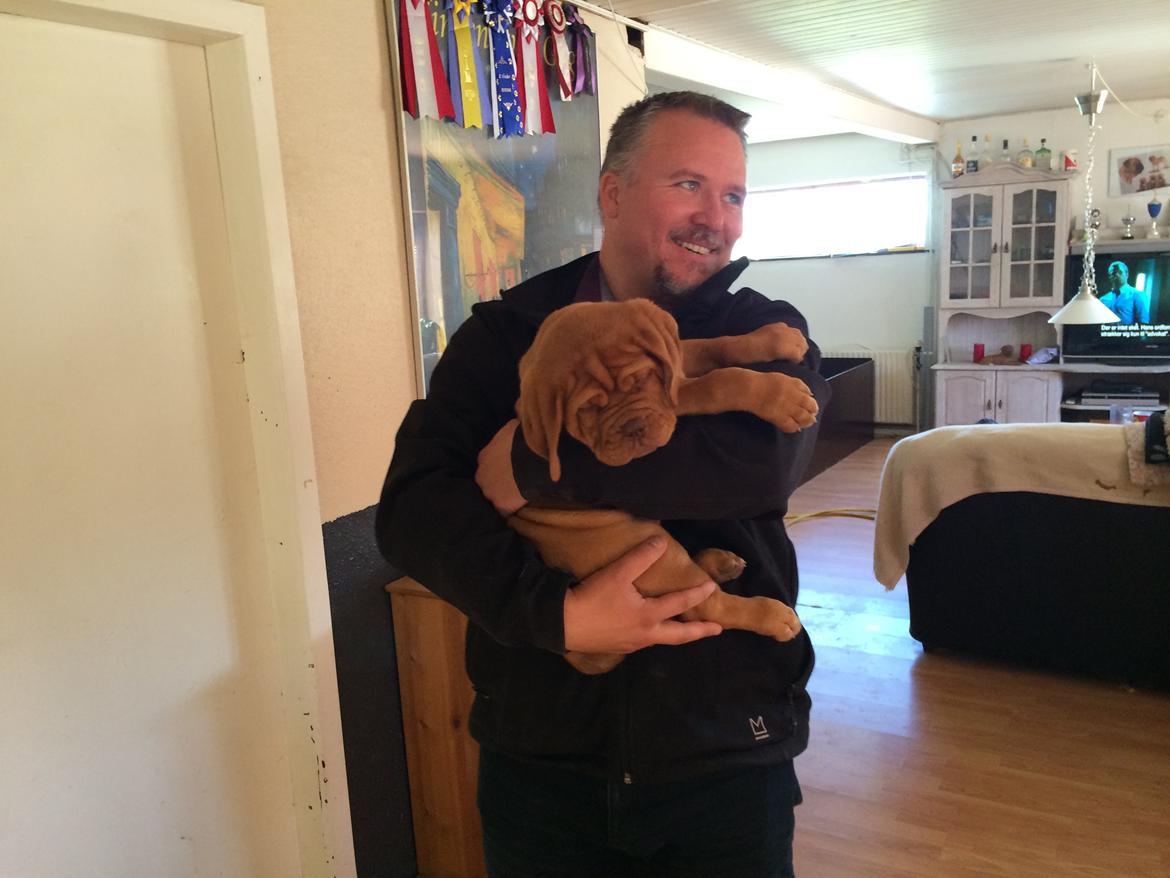 Dogue de bordeaux Luba - Luba og far d 28/8-14 billede 7