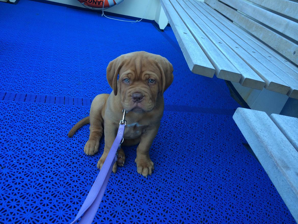 Dogue de bordeaux Luba - Luba på færgen hjem til Århus 28/8-14 billede 8