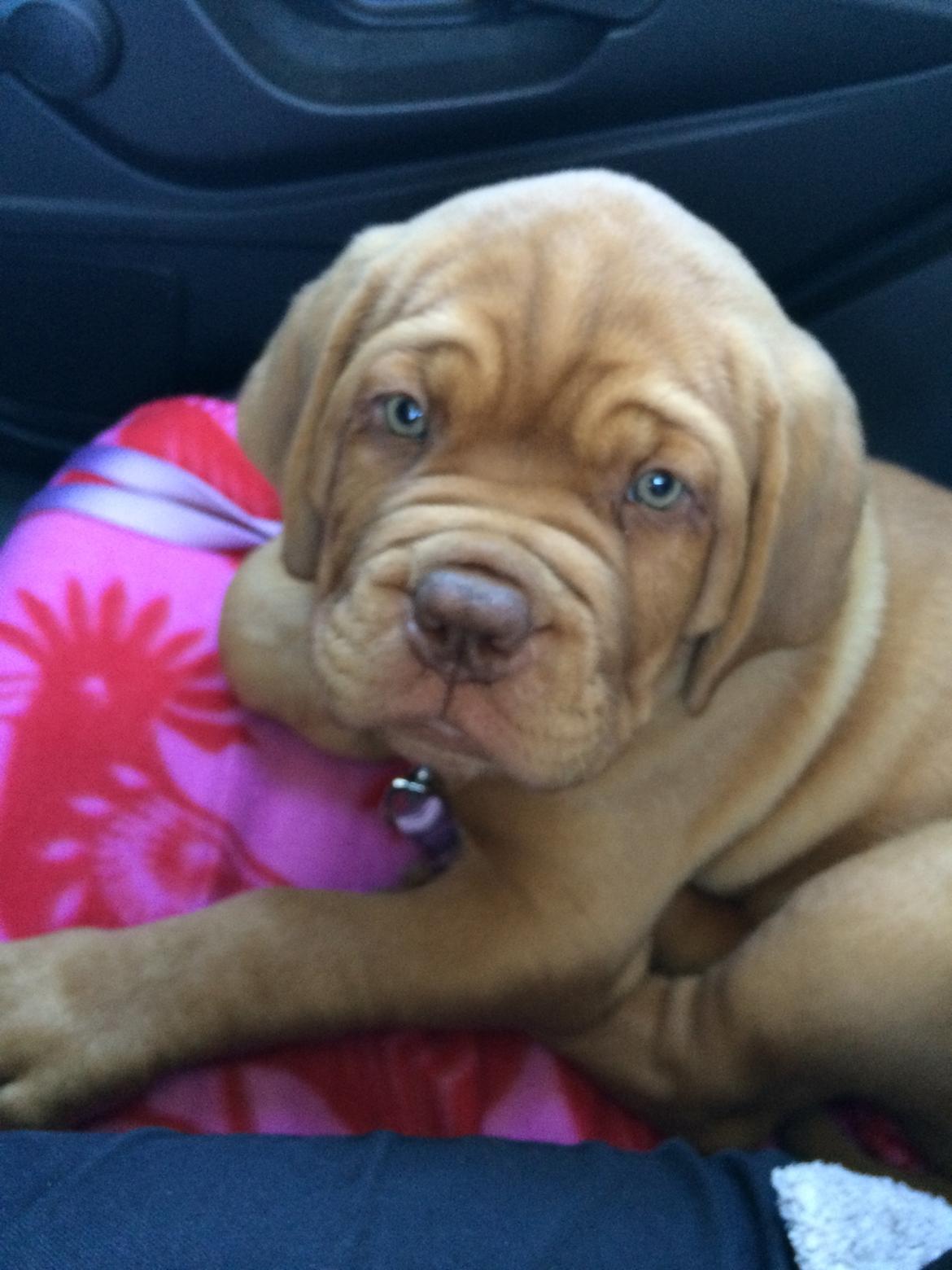 Dogue de bordeaux Luba - Luba i bilen på vej hjem til Århus 28/8-14 billede 10