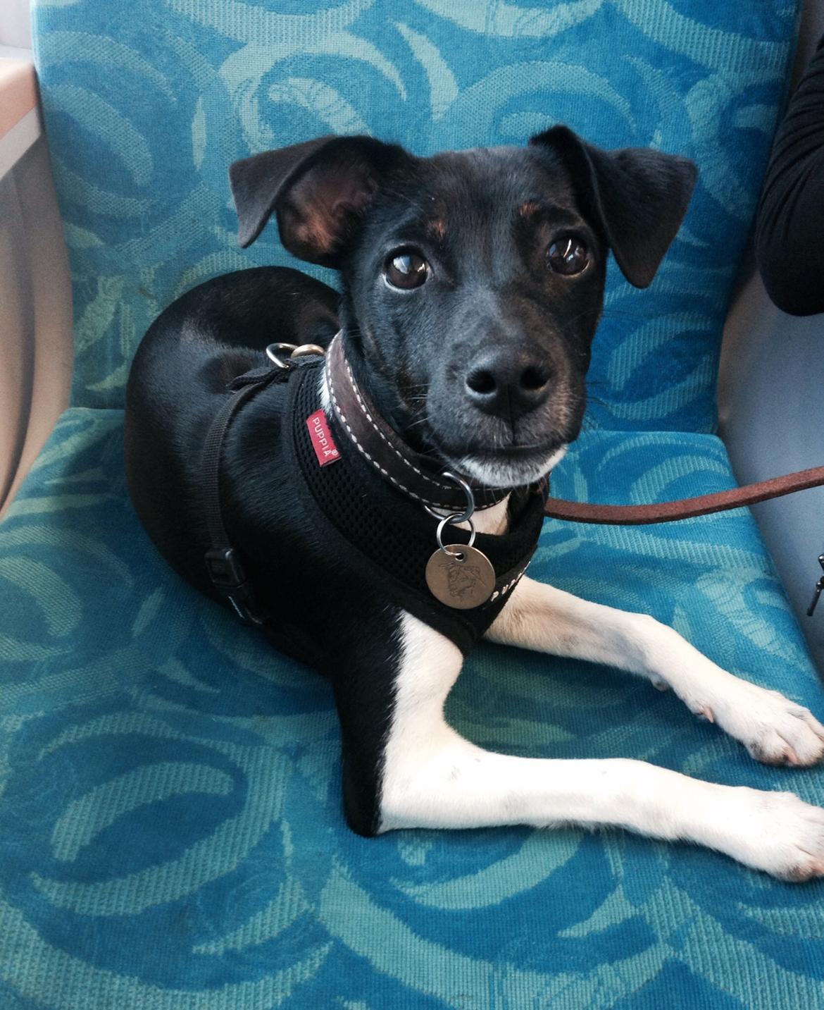 Blanding af racer La Chica - På togtur billede 16