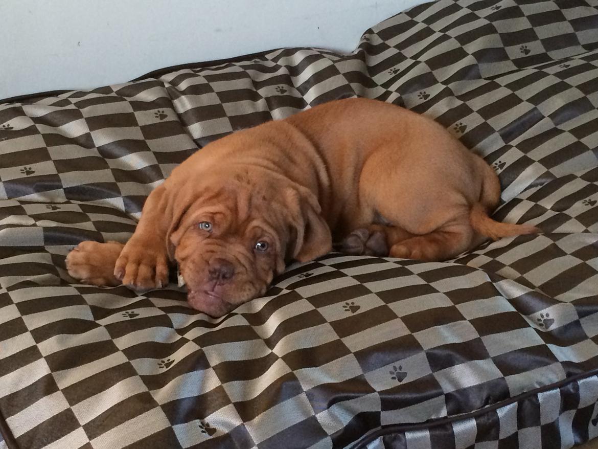 Dogue de bordeaux Luba - Luba hygger sep 14 billede 11