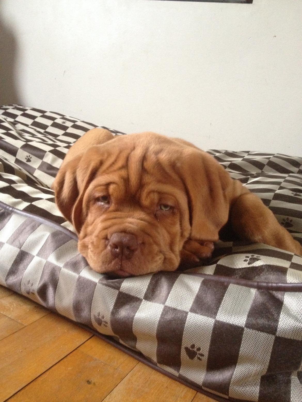 Dogue de bordeaux Luba - Luba sep 14 billede 12