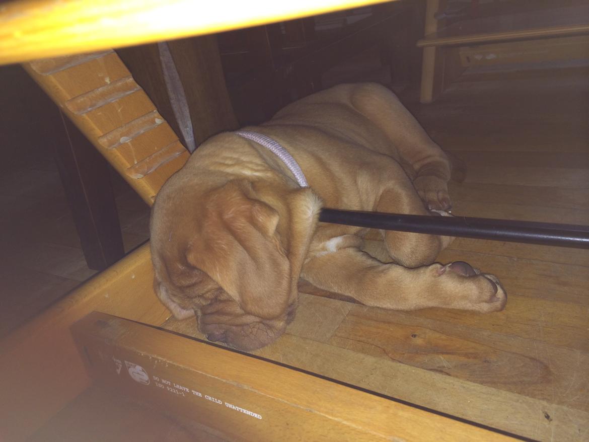 Dogue de bordeaux Luba - Luba er gået helt kold sep 14 billede 13