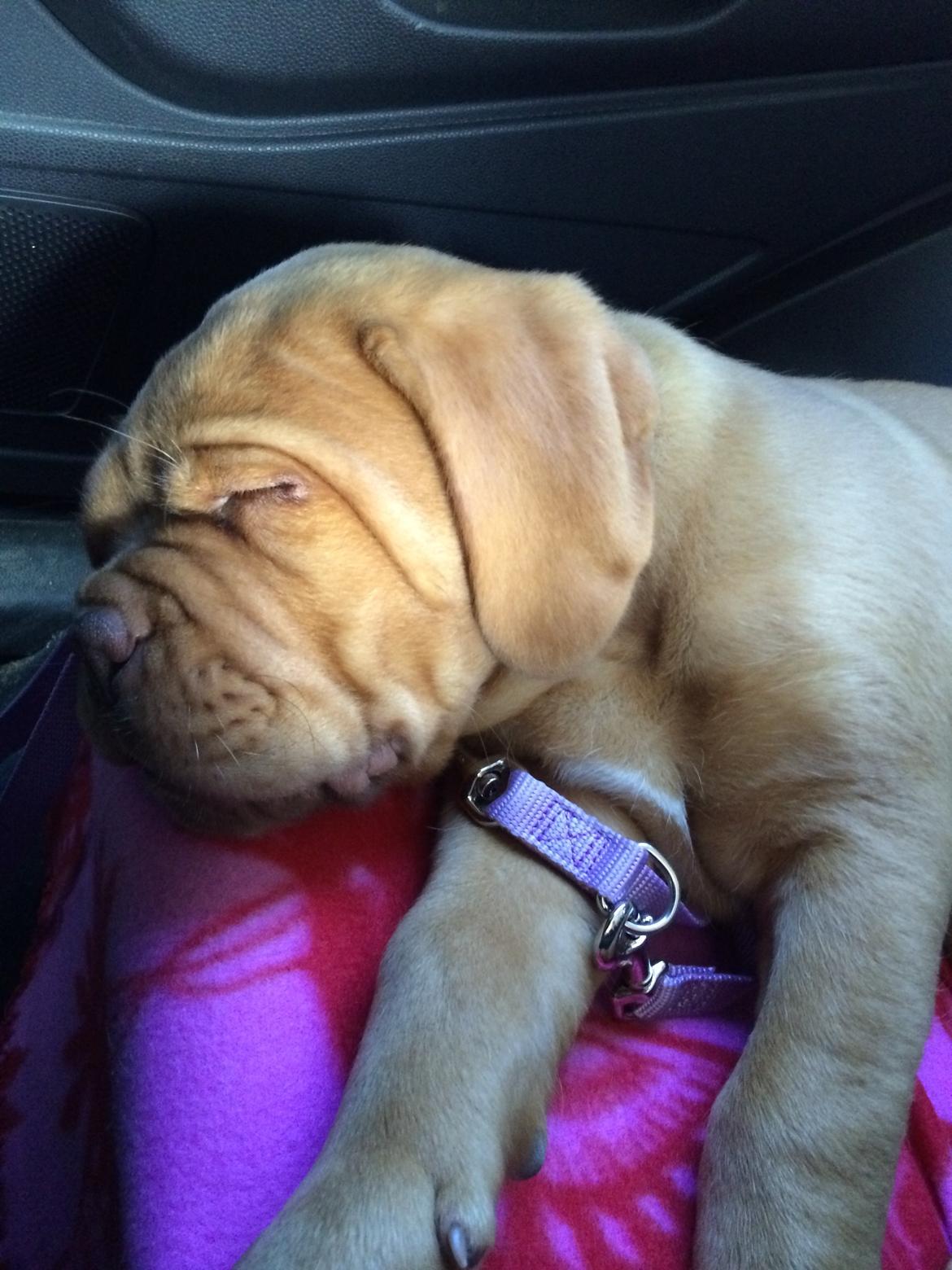 Dogue de bordeaux Luba - Luba er gået kold på vej hjem til Århus 28/8-14 billede 9