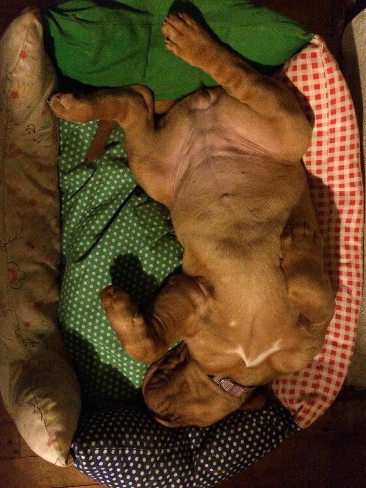 Dogue de bordeaux Luba - Luba sover sep 14 billede 14