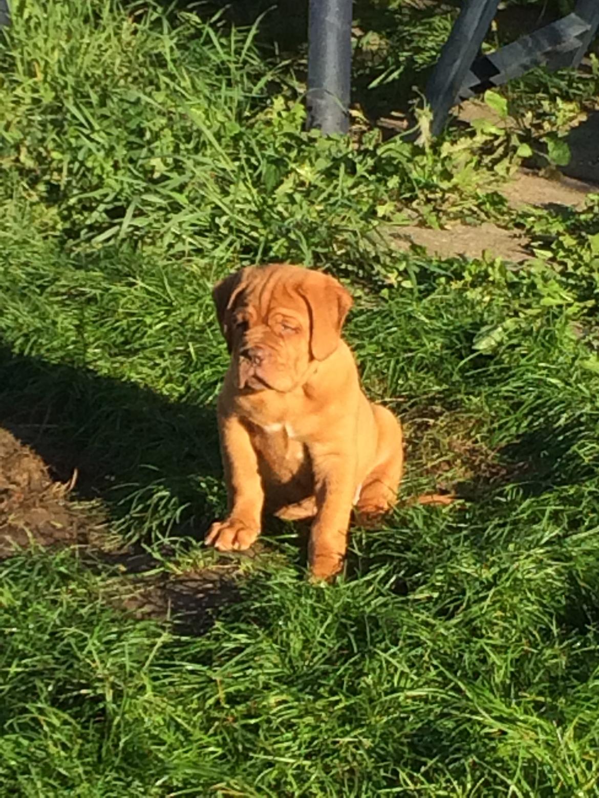 Dogue de bordeaux Luba - Smukke Luba i haven seo 14 billede 15