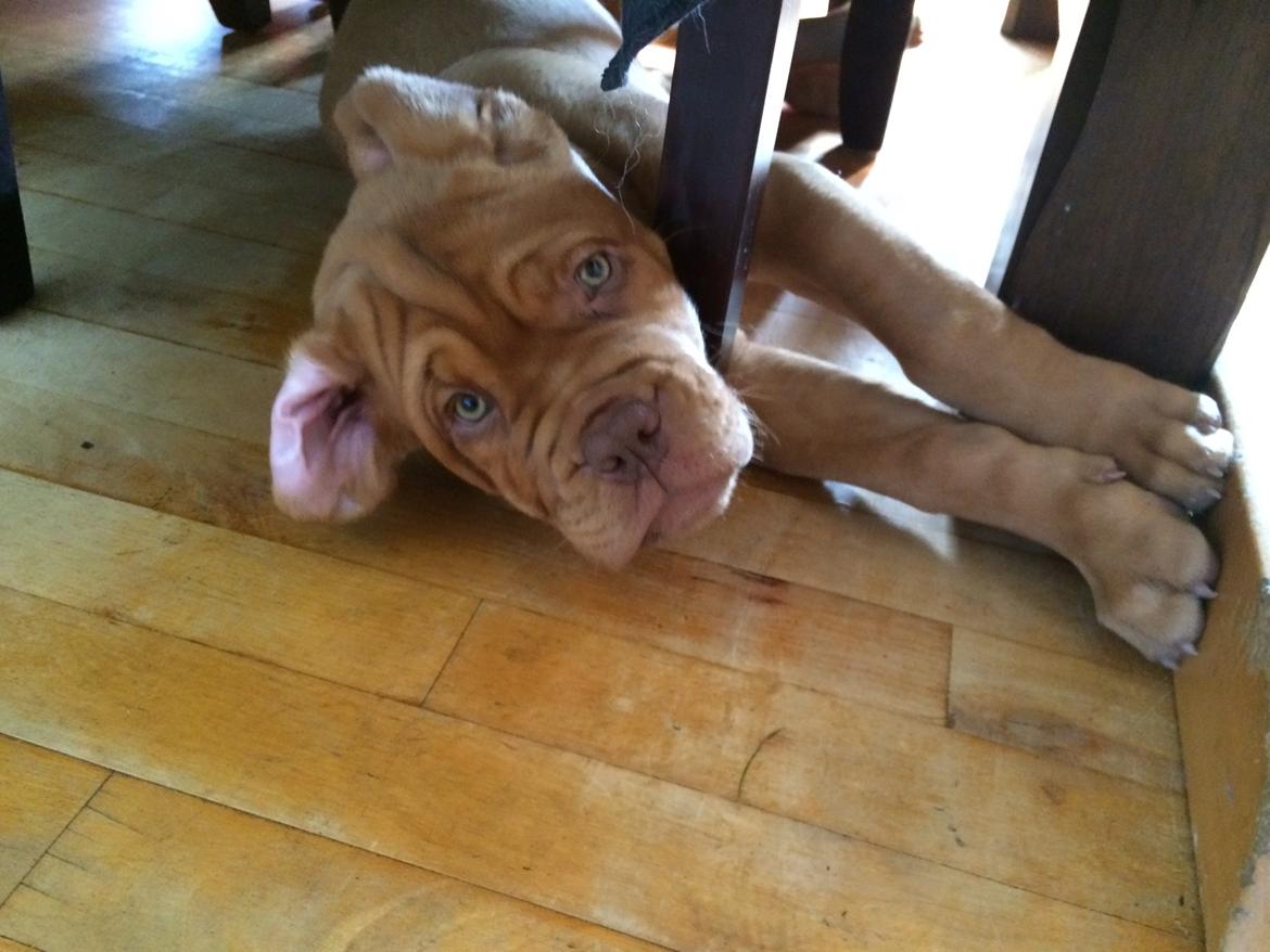 Dogue de bordeaux Luba - Smukke fisen sep 14 billede 17