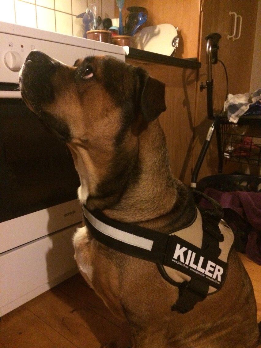 Blanding af racer Brutalis alias. bølle billede 7