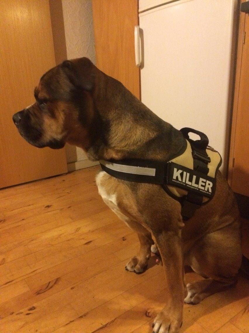 Blanding af racer Brutalis alias. bølle billede 8