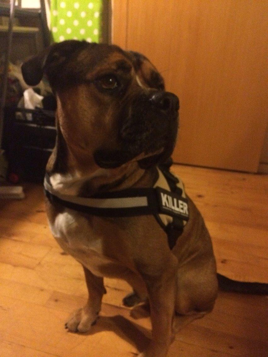 Blanding af racer Brutalis alias. bølle billede 9