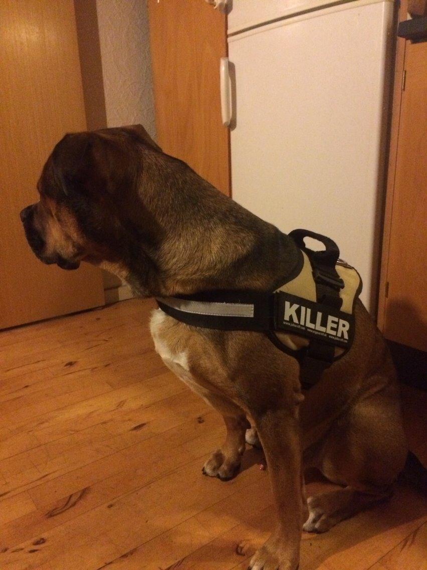 Blanding af racer Brutalis alias. bølle billede 10