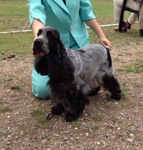 Cocker spaniel Diana - himmelhund - Diana Gold cup sept 2014 exc/CK 3.vinder i åben klasse billede 4